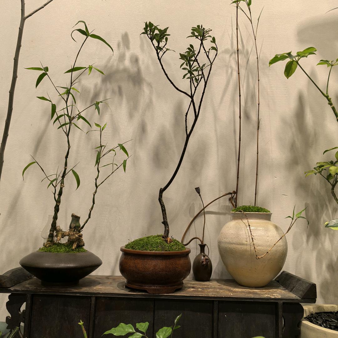 莺莺