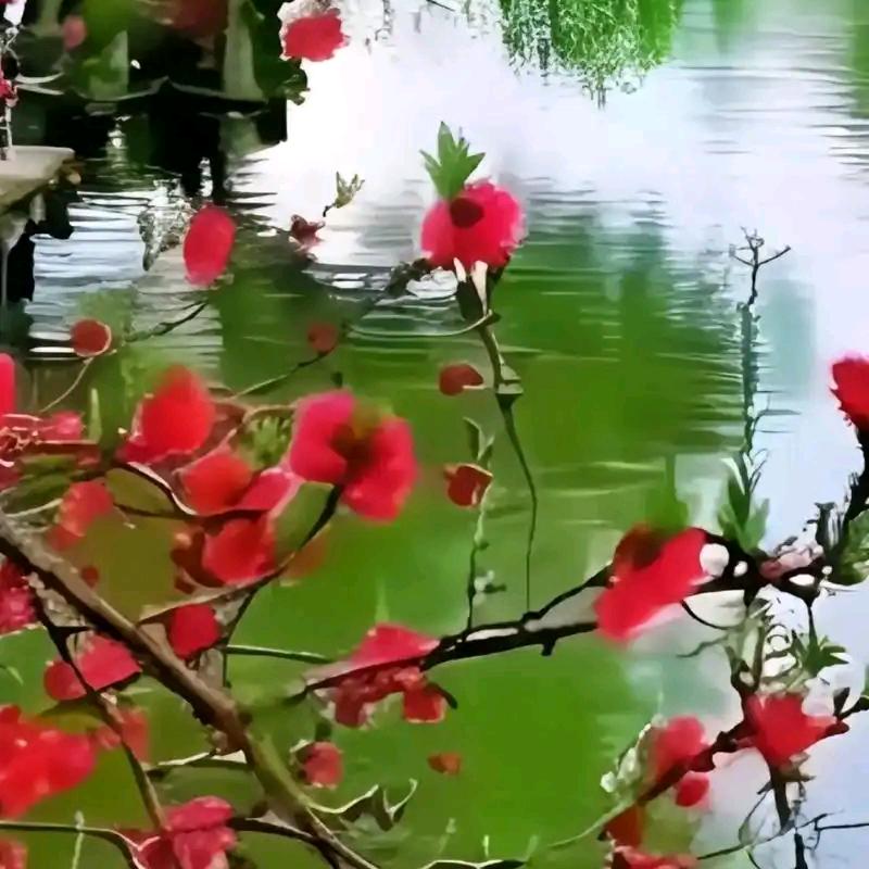 静心晚上8.20开播