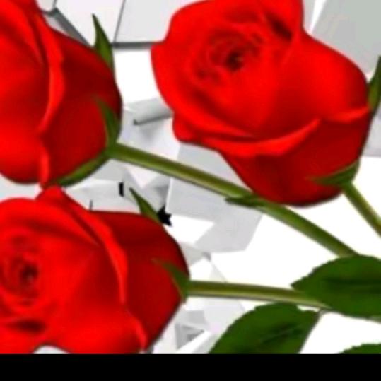 🎄往🌹事🌺如🍀梦🌻
