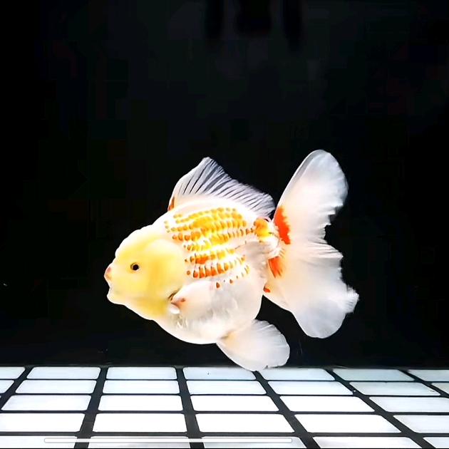 小鱼