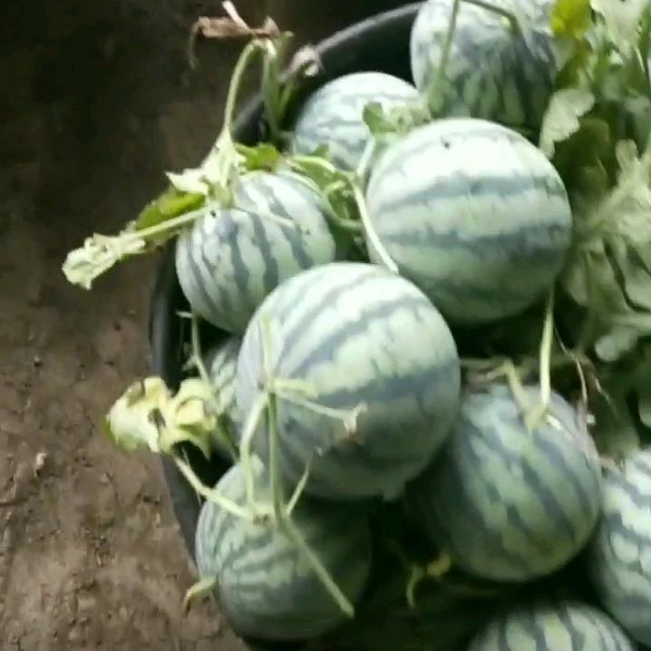 种美都西瓜