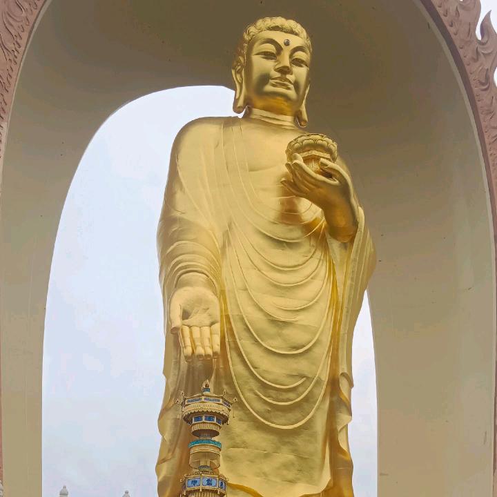 蝴蝶花开又一春