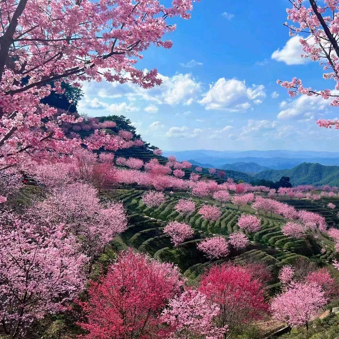 蜗牛520