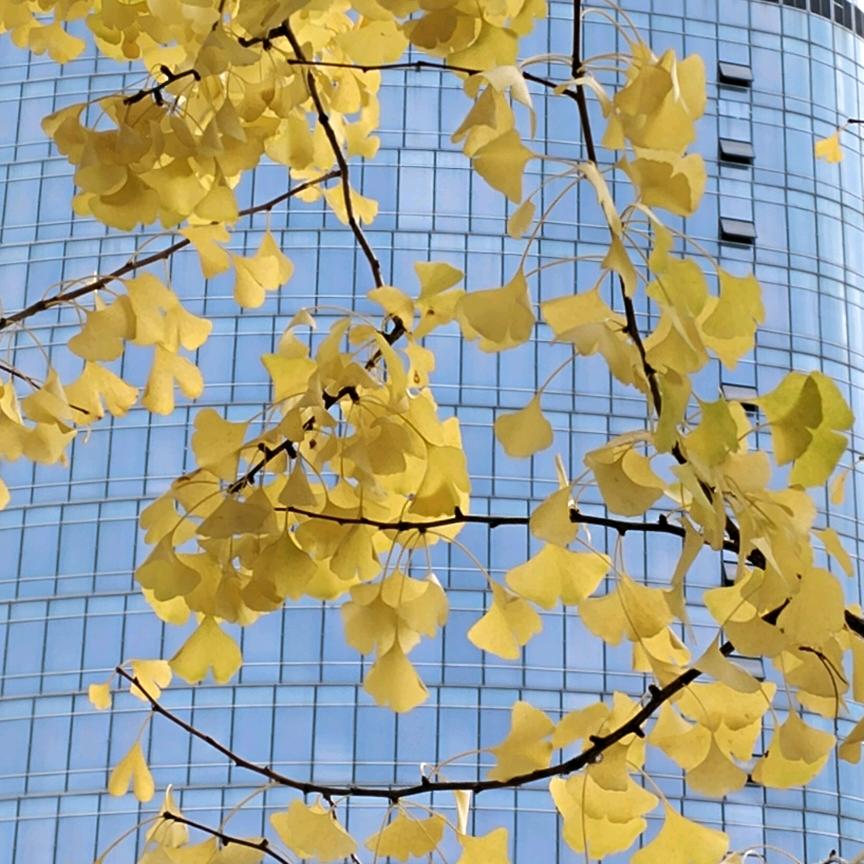 Huang 🤙Hui🤙7297