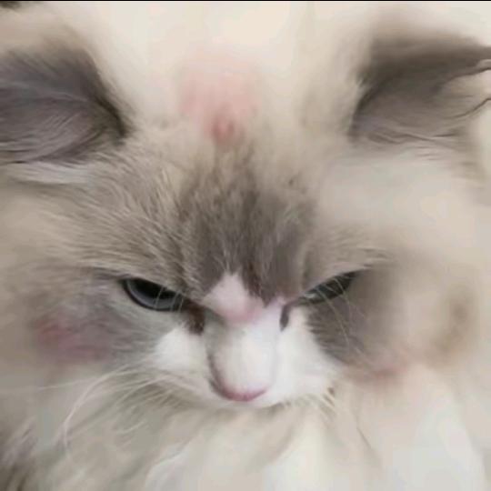 炭烧腰果（手机被偷版）