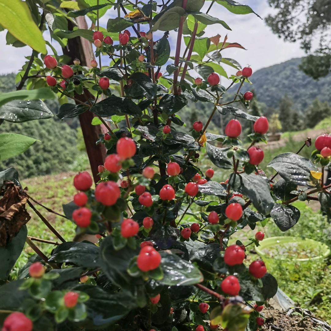 𓆡𓆝𓆟𓆜𓆞👁ܫ👁⃢