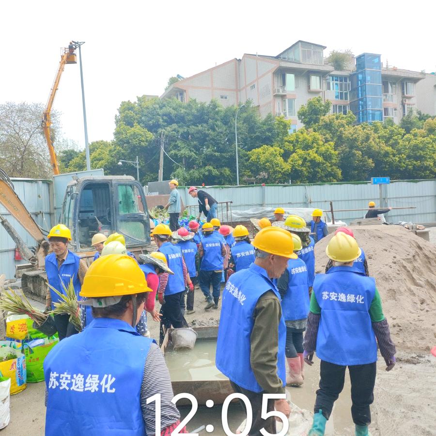 要绿化工人联系，苏安逸🐯