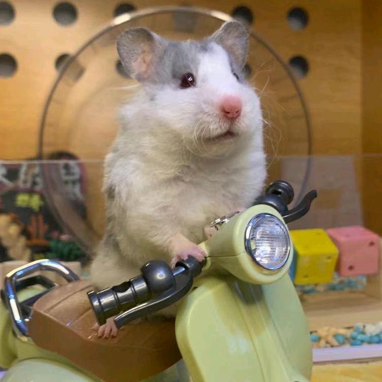 长腿叔叔的萌宠屋(金丝熊)