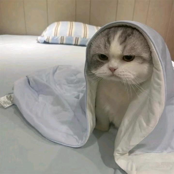 阿里嘎多沸羊羊桑