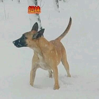 蒙语训犬