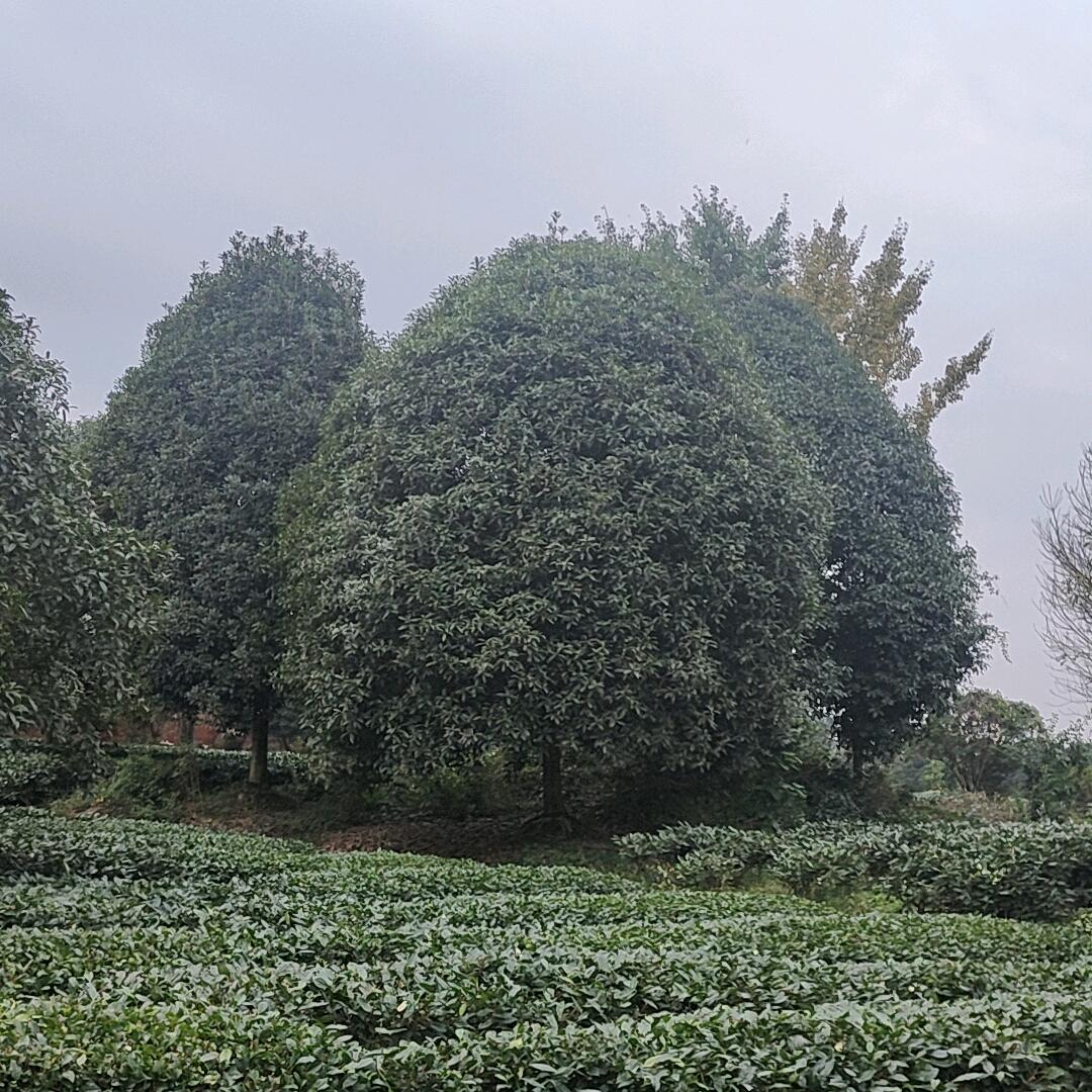阳光总在风雨后
