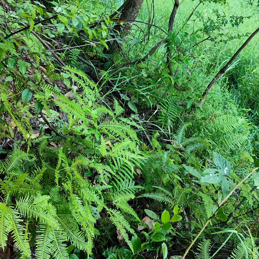 大余肖记电器李