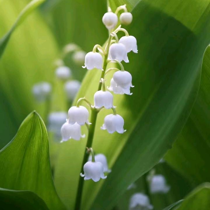甲壳虫