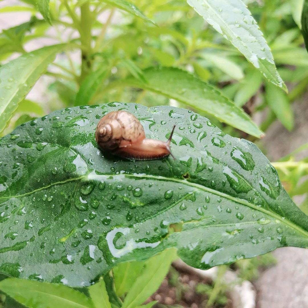 独刘、半城烟沙