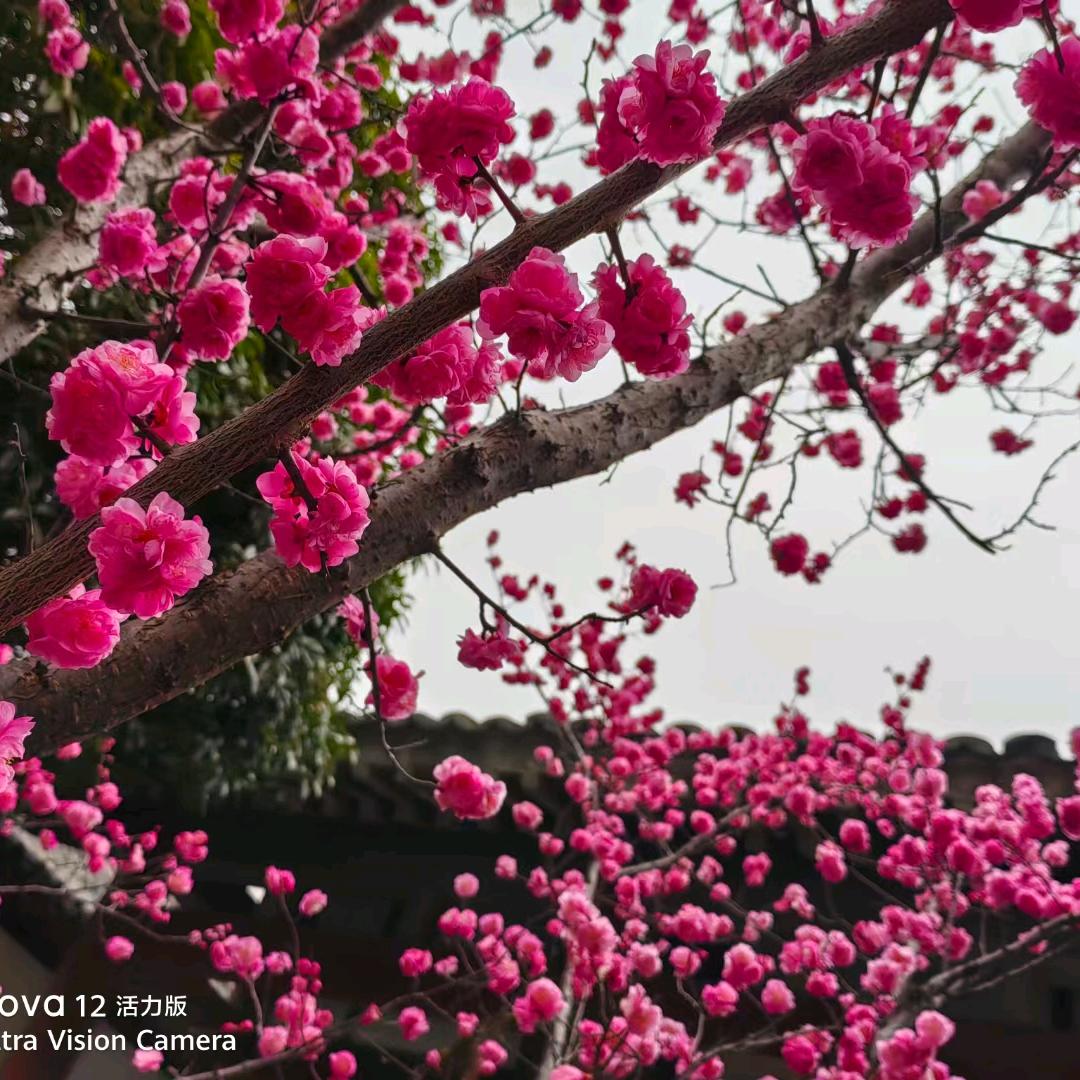 节节高