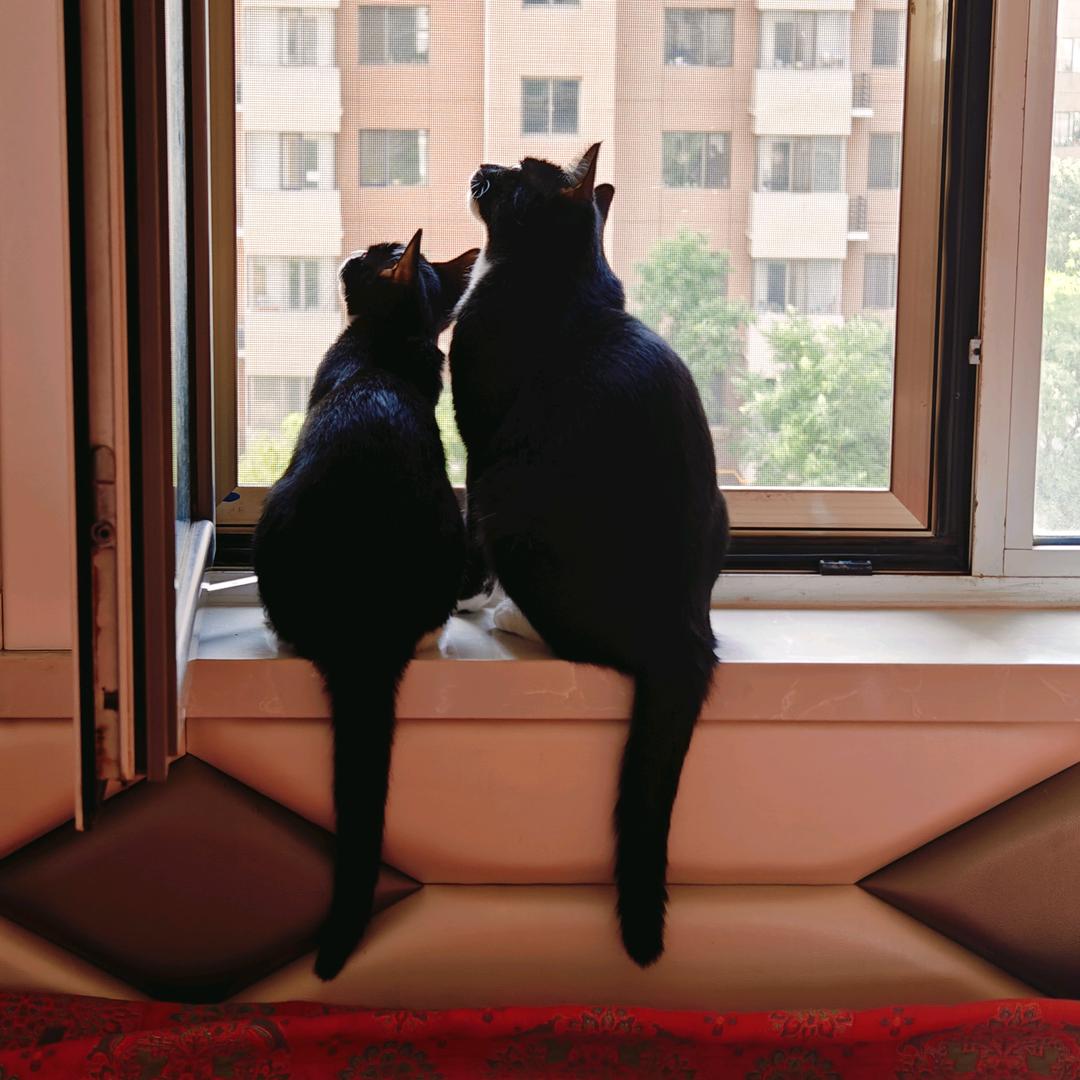 小miu叨叨和悄悄 🐈‍⬛
