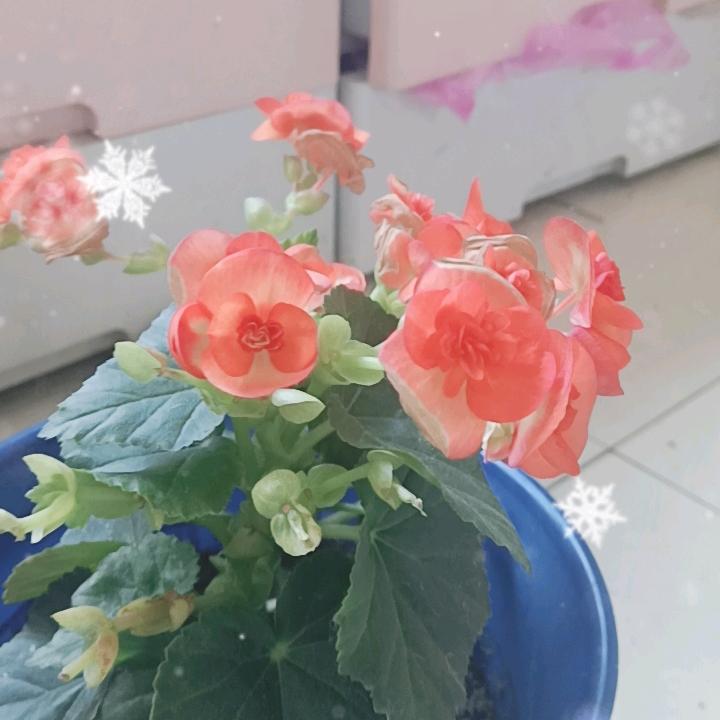 翠柏长青