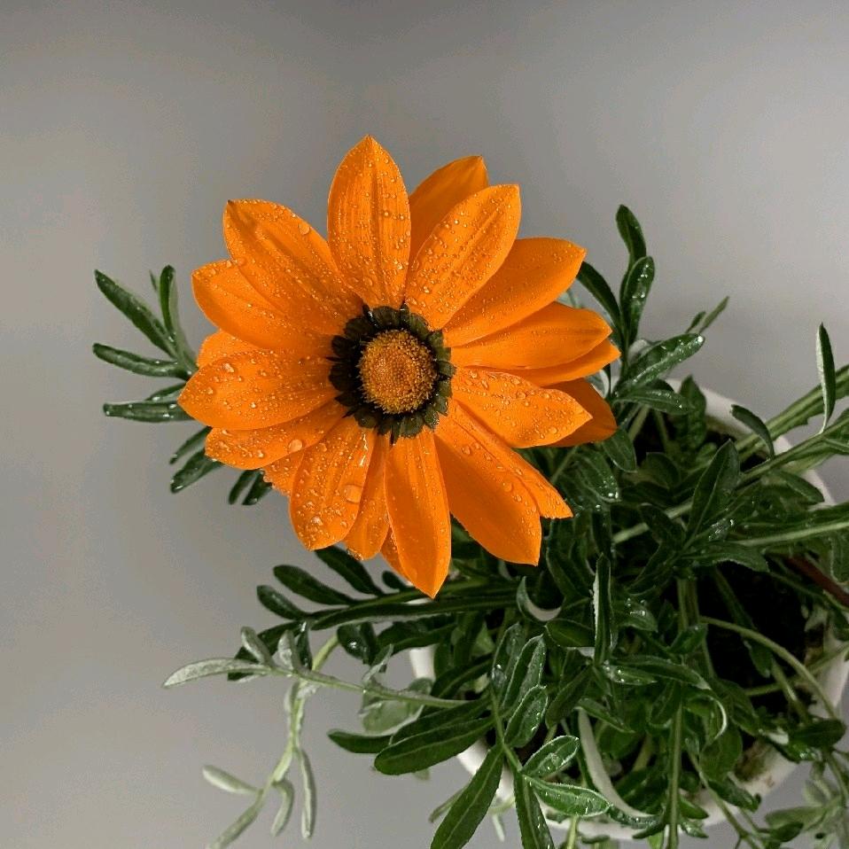 次仁玉珍🌹