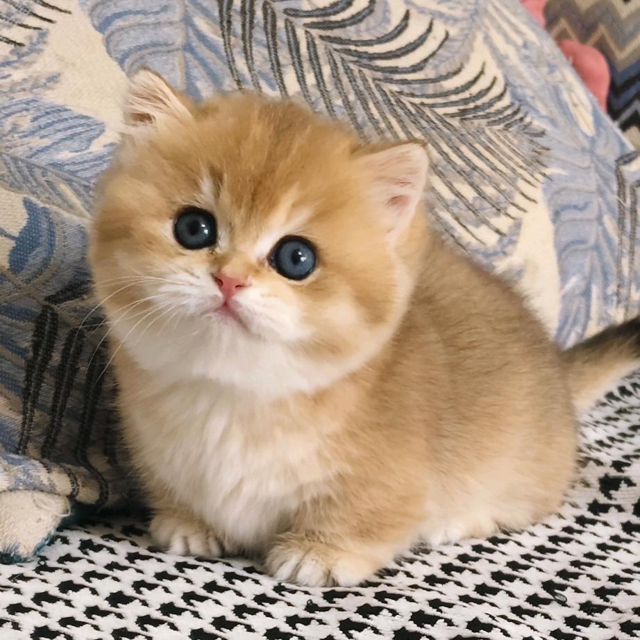 大黑犬家的小喵咪🐱（卖🐱版）