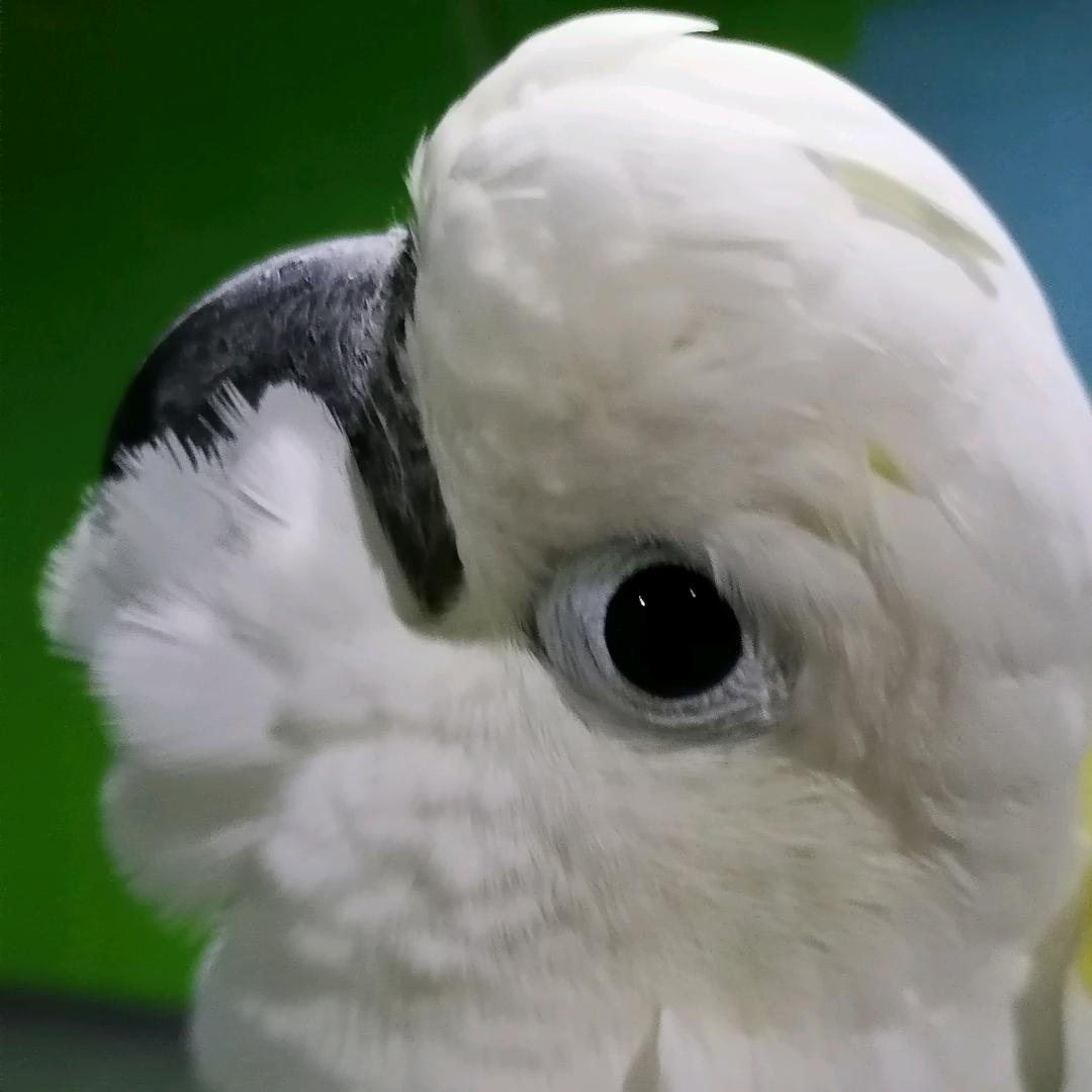 想拥有一只大鹦鹉