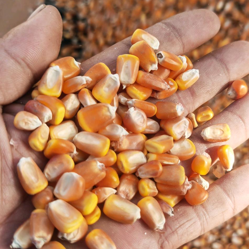 @蒙西玉米 鹏子