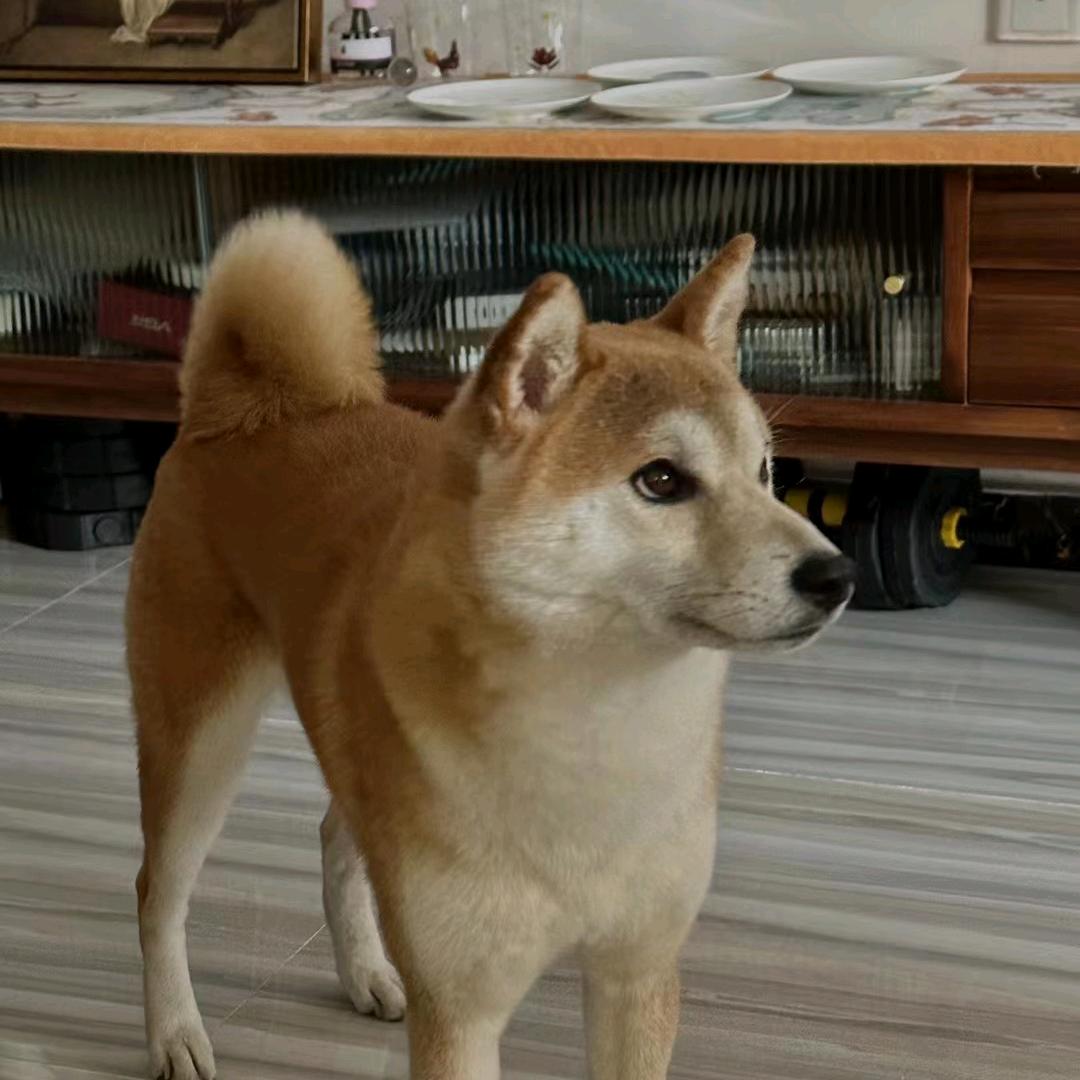 頂点の黒騎士