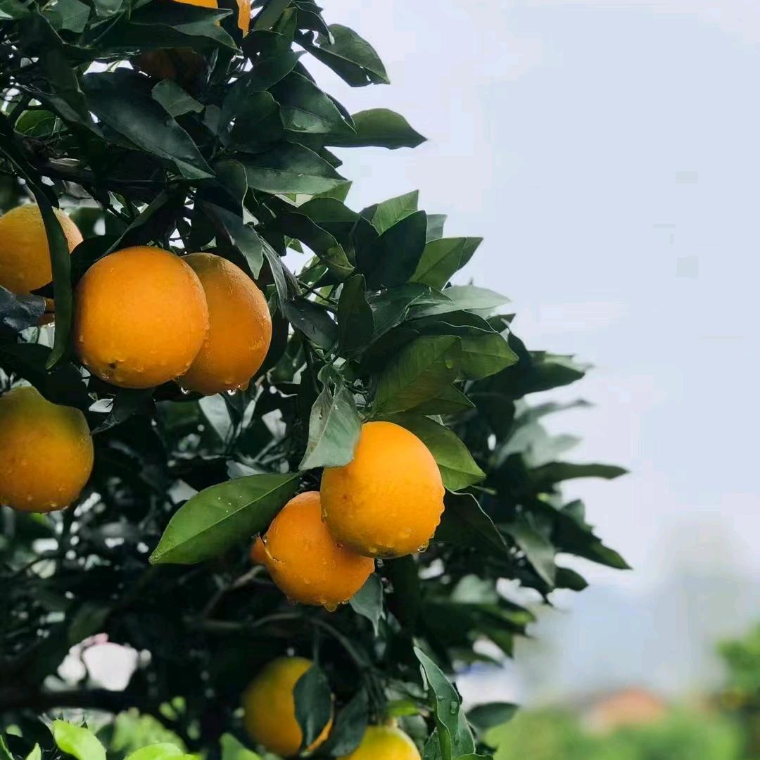 橙心橙意