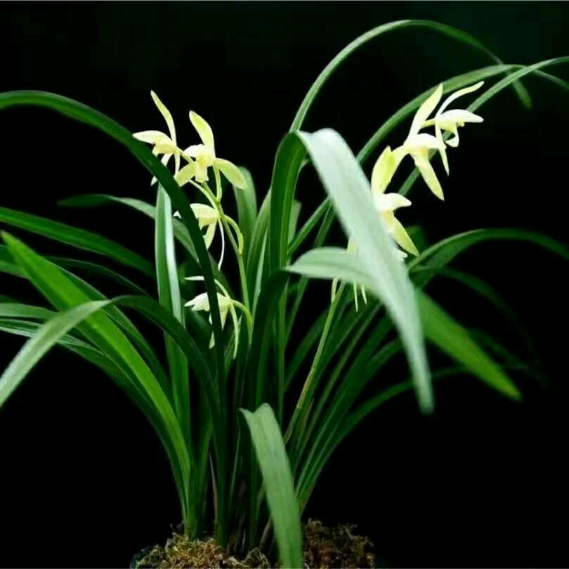 宁，明天会更好