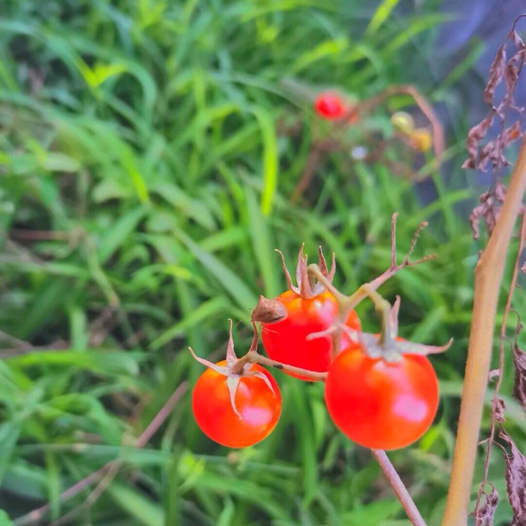 瓜哥