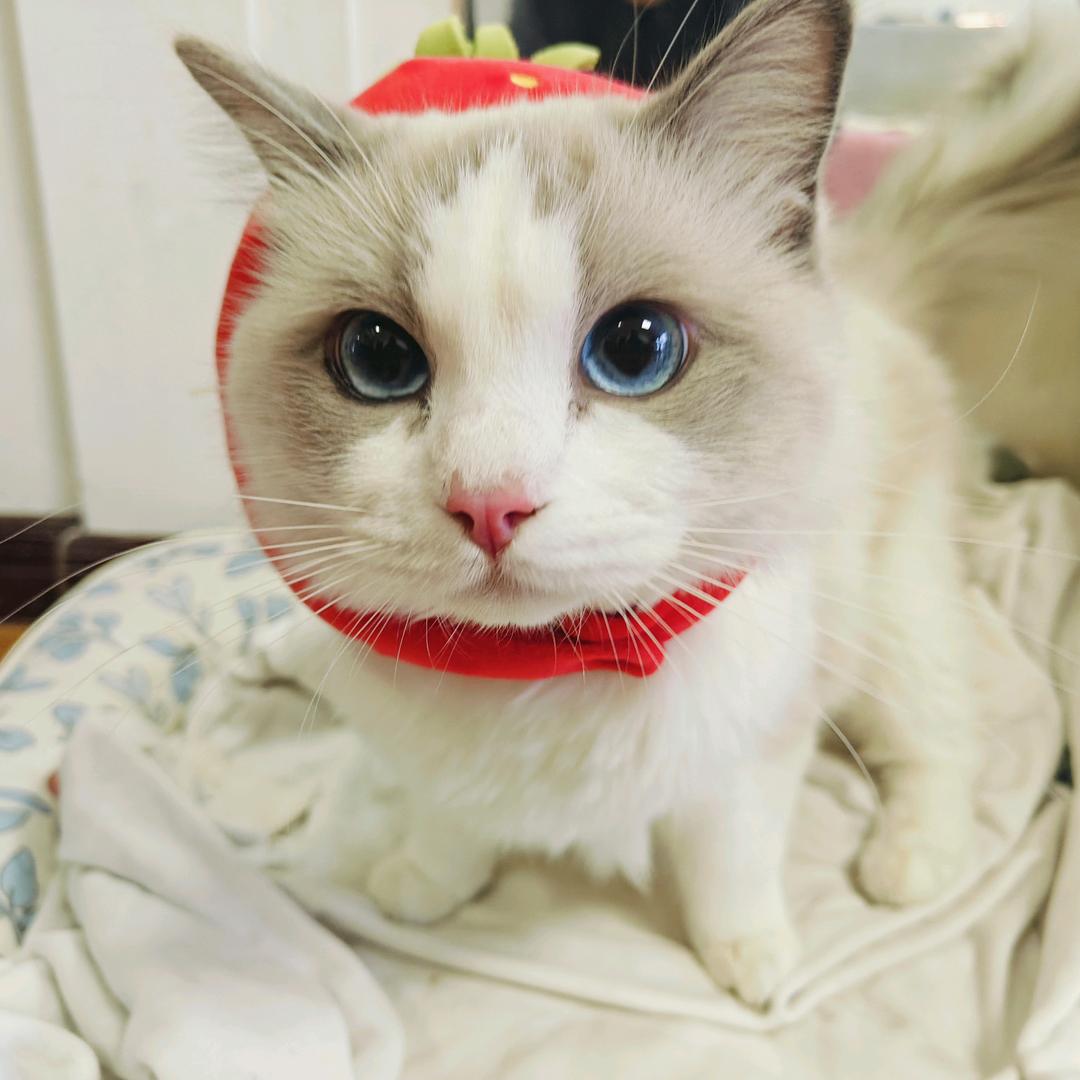 鱼的记忆ゞ