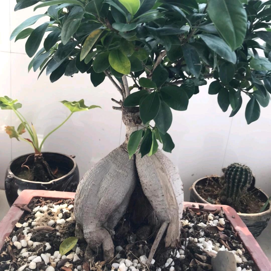 👉邹邹好运👈