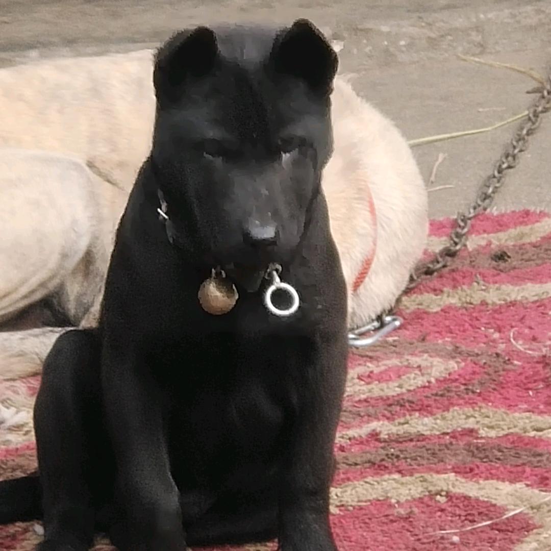 广西土猎爱好者