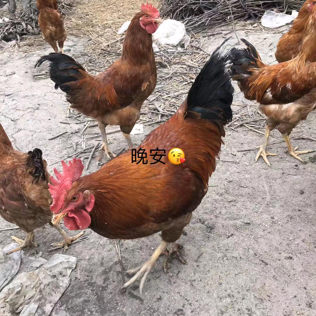 中国🇨🇳嘉兴鸡王🐓散养土鸡