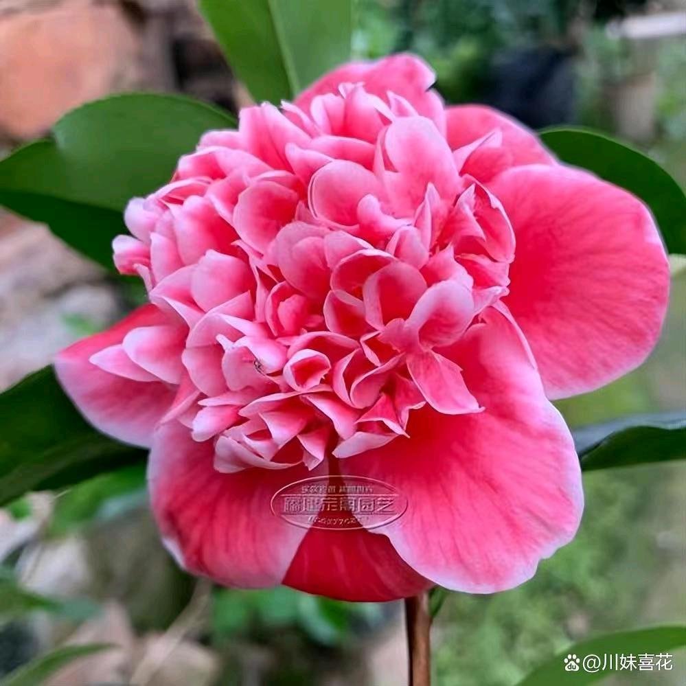 梨花仙子