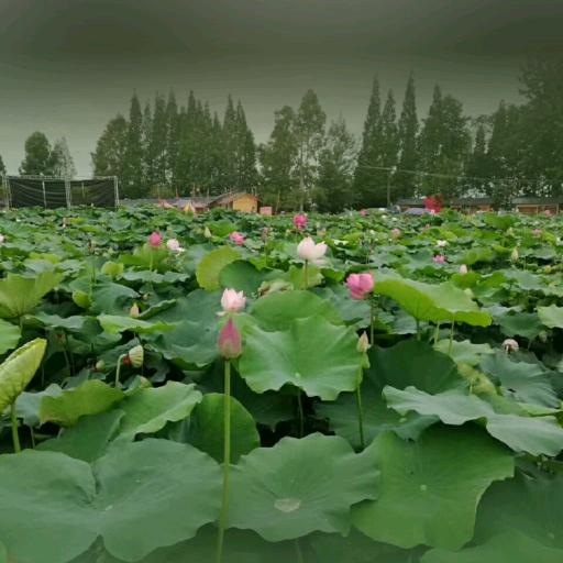 与你同在(二妹)