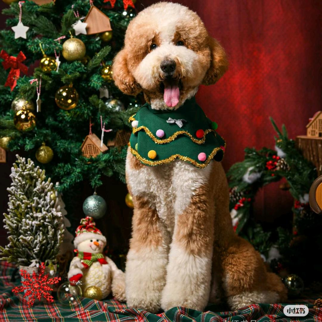 巨贵陪伴犬
