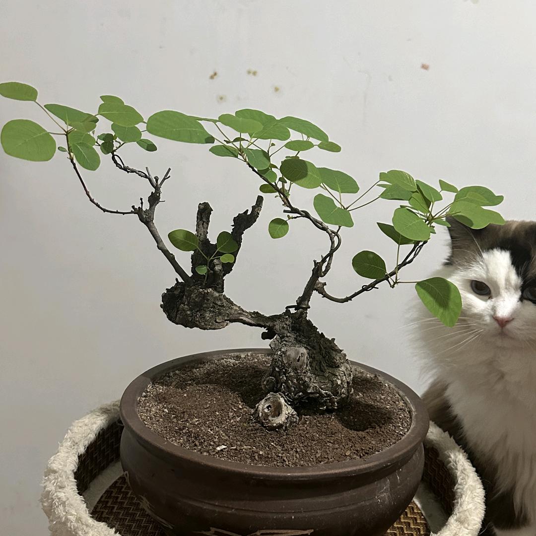 绿润银杏