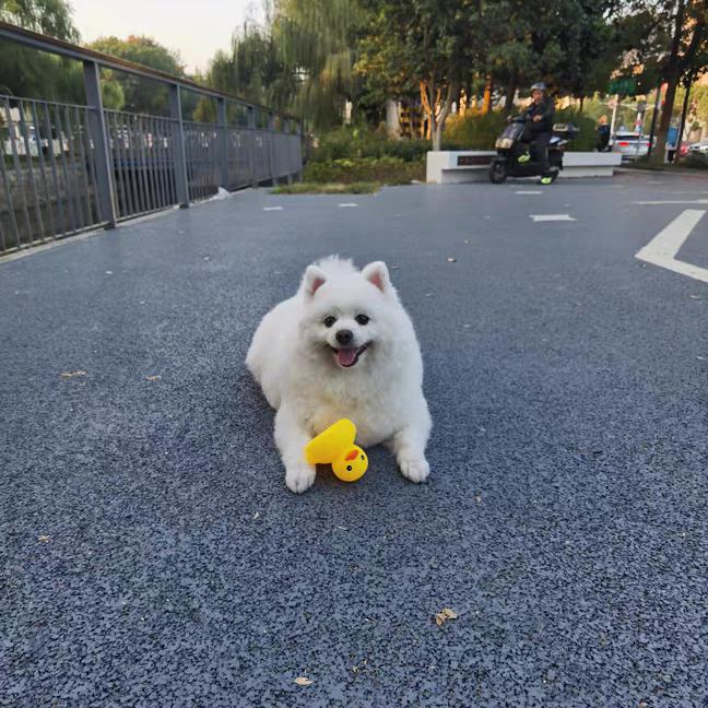 笨蛋福串串头像