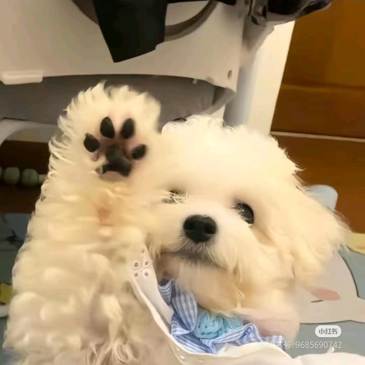 胖胖