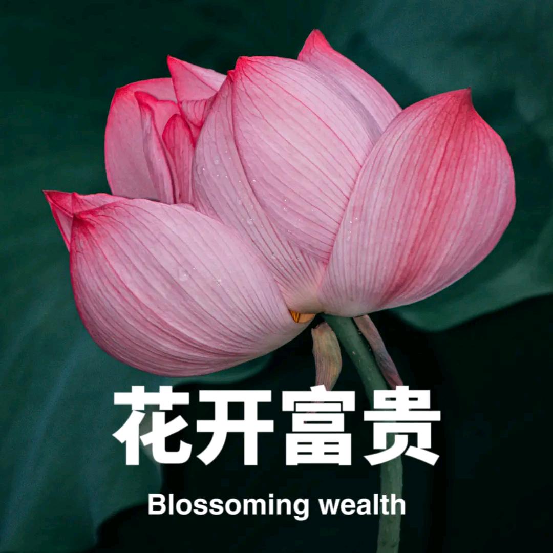 贲颐真桕