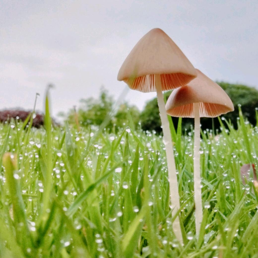 望月