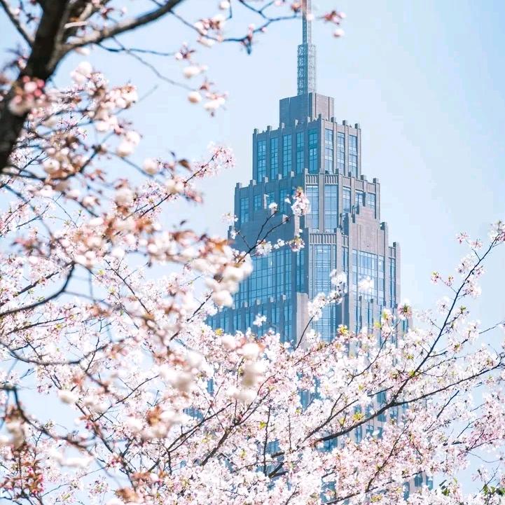 都说了别放香菜