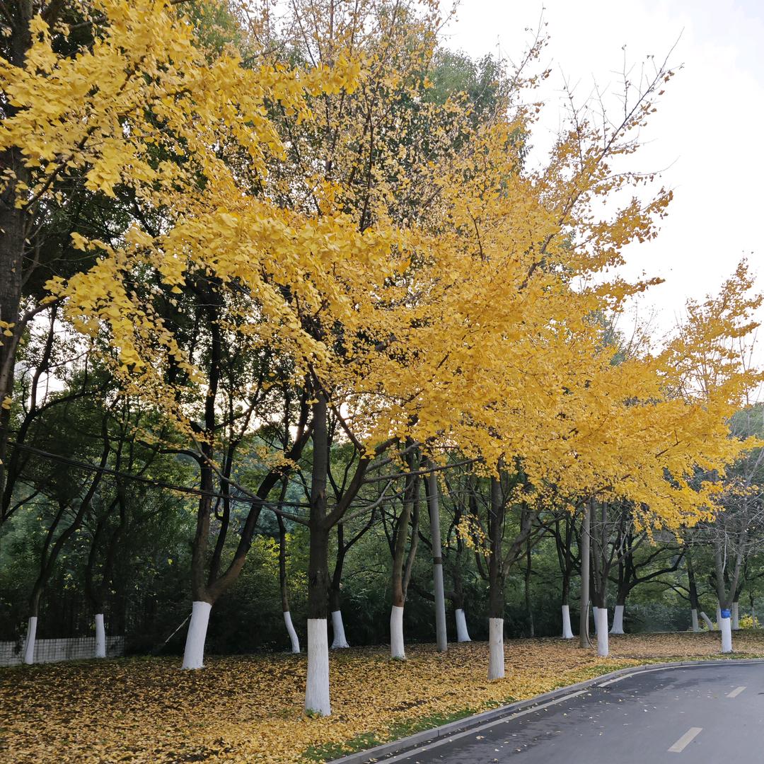 听风