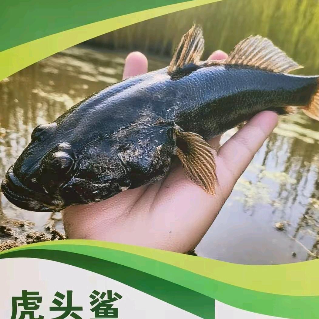 养鱼人虎头鲨沙塘鳢育苗基地