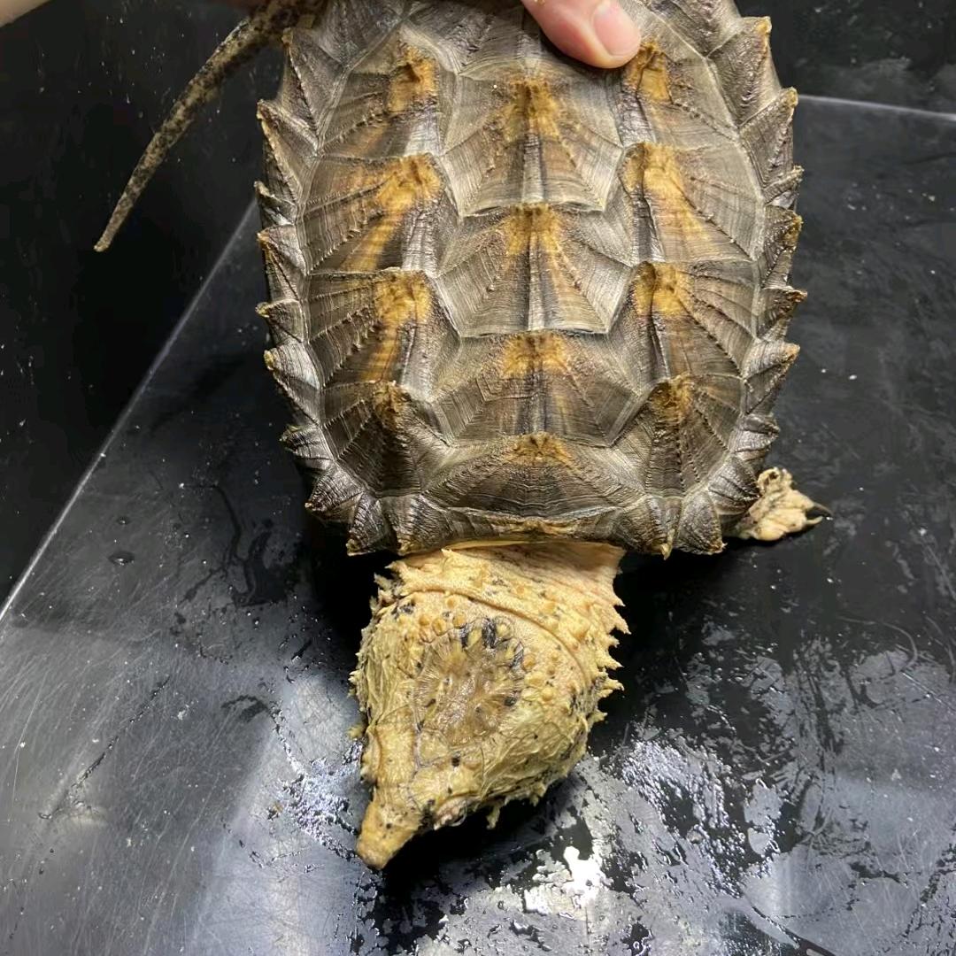 loca可乐龟族世纪