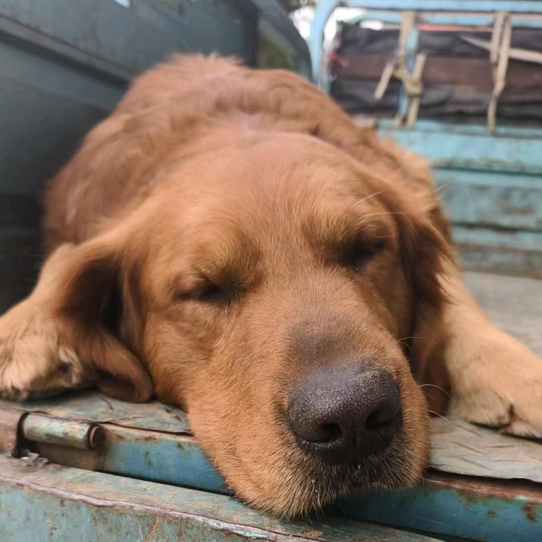 松