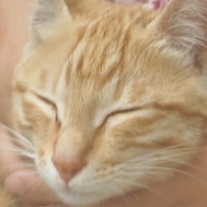 来财是只猫。