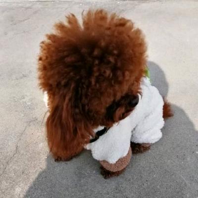 🐶帅℘࿐