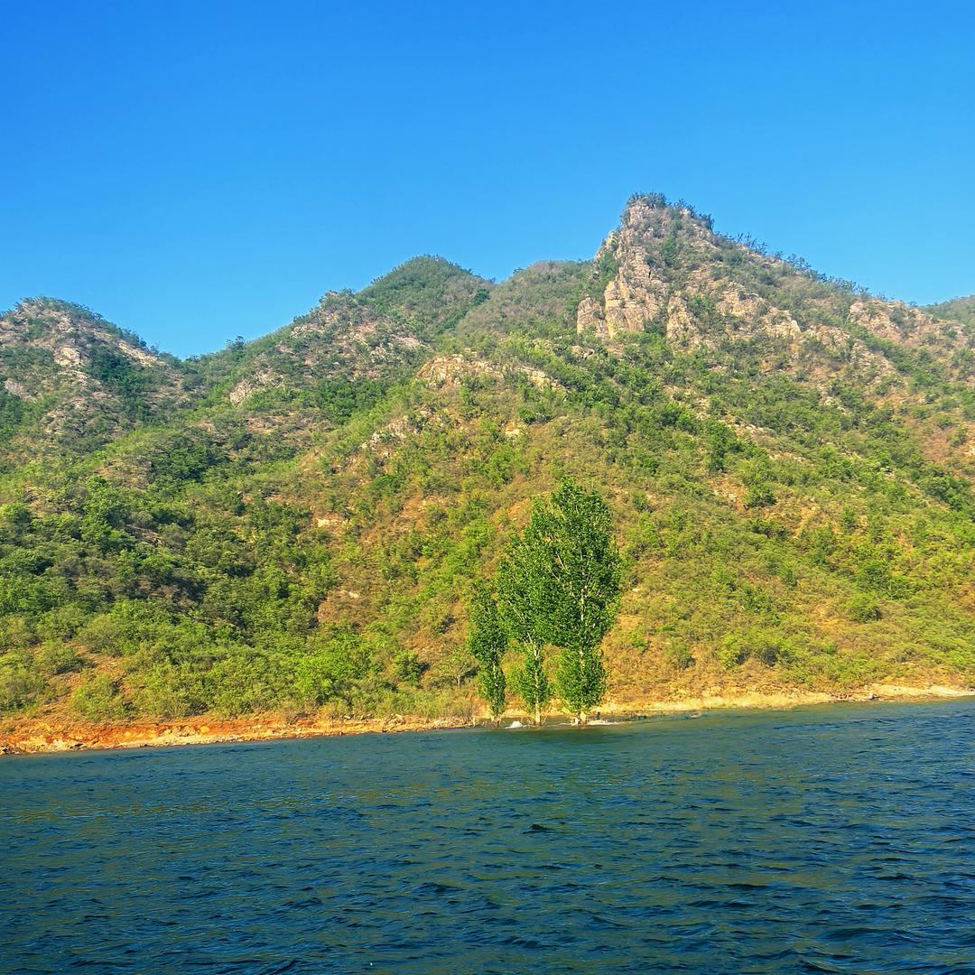小马哥