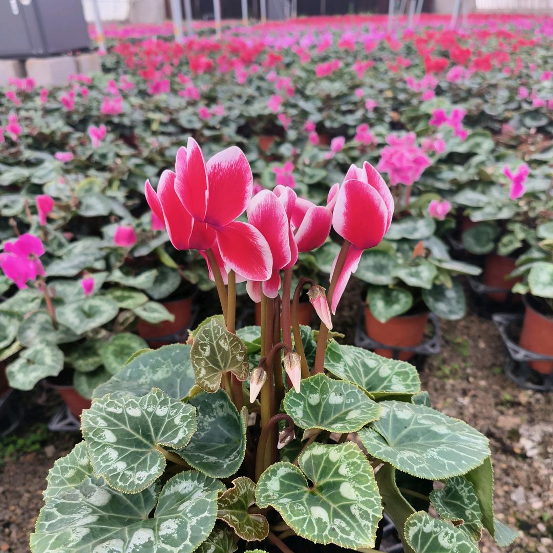 龙儿花艺